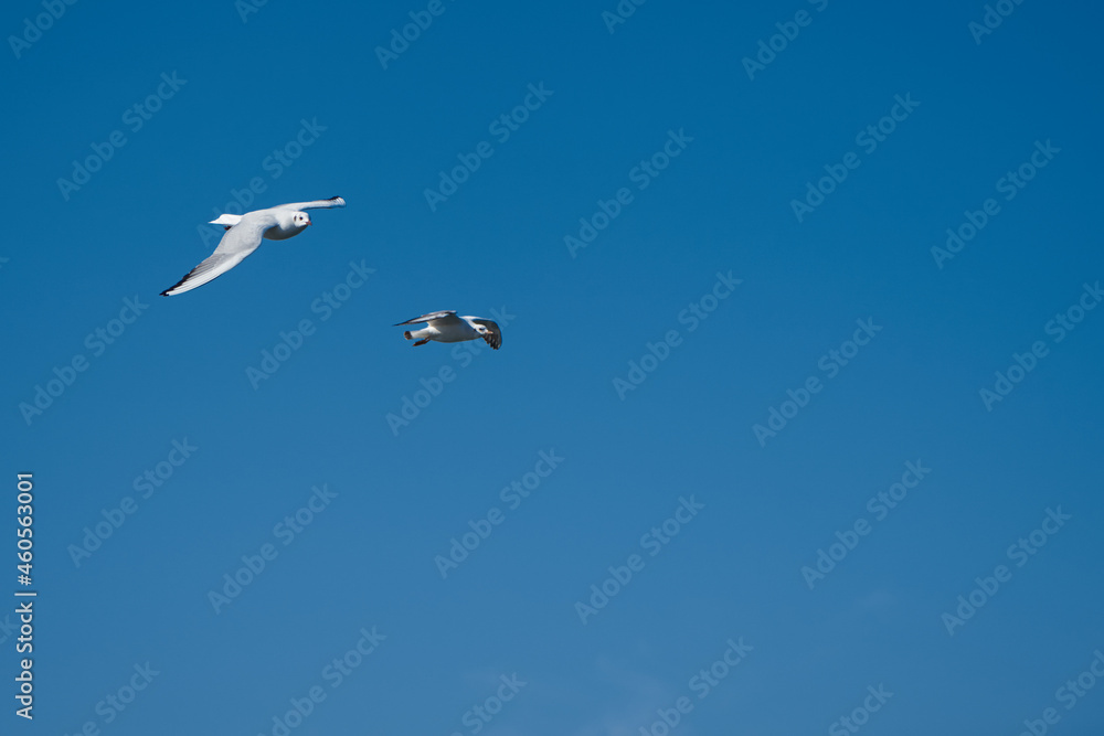 Image of seabirds. Image of seagulls.
