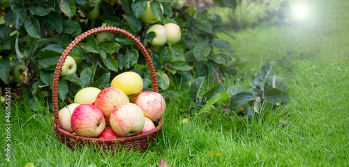 ripe apples in a basket on the grass under the apple tree, sweet fruit harvest