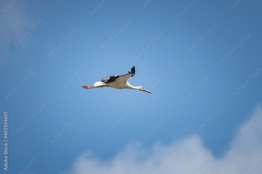 Obraz premium The stork flies beautifully high in the sky.