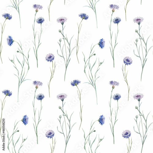 Beautiful vector seamless floral pattern with hand drawn watercolor gentle wild field flowers cornflower. Stock illuistration.