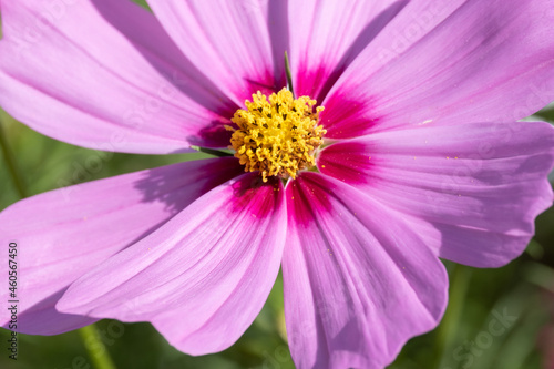 Cute Pink Cosmos Blossom Blooming in A Botanical Garden in The Afternoon, Autumn or Fall, Flower or Flora Image