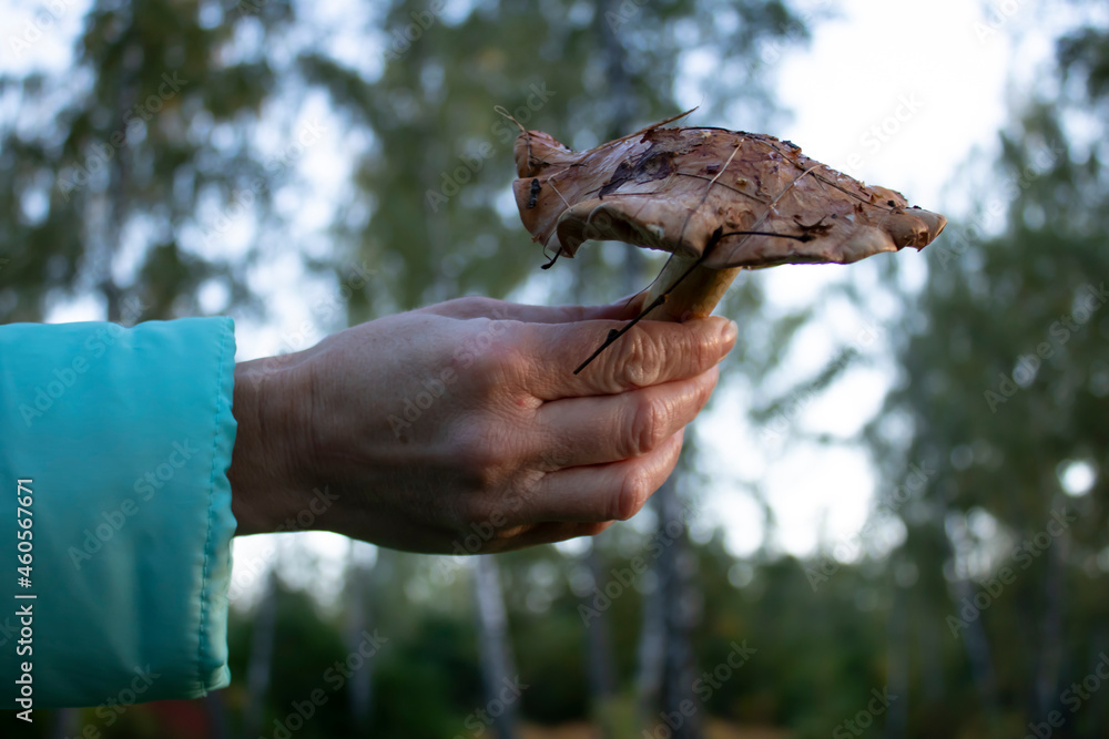 A girl holds a mushroom in her hands against the background of the evening sky.Forest mushrooms in the forest .Mushroom picking in the forest.Quiet hunting. A girl holds a mushroom in her hands against the background of the evening sky.Forest mushrooms in the forest .Mushroom picking in the forest.Quiet hunting.