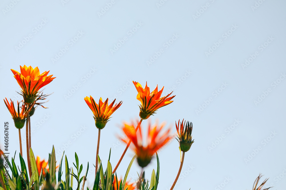 Field of vibrant yellow and orange gazania flowers growing wild in Australia Field of vibrant yellow and orange gazania flowers growing wild in Australia