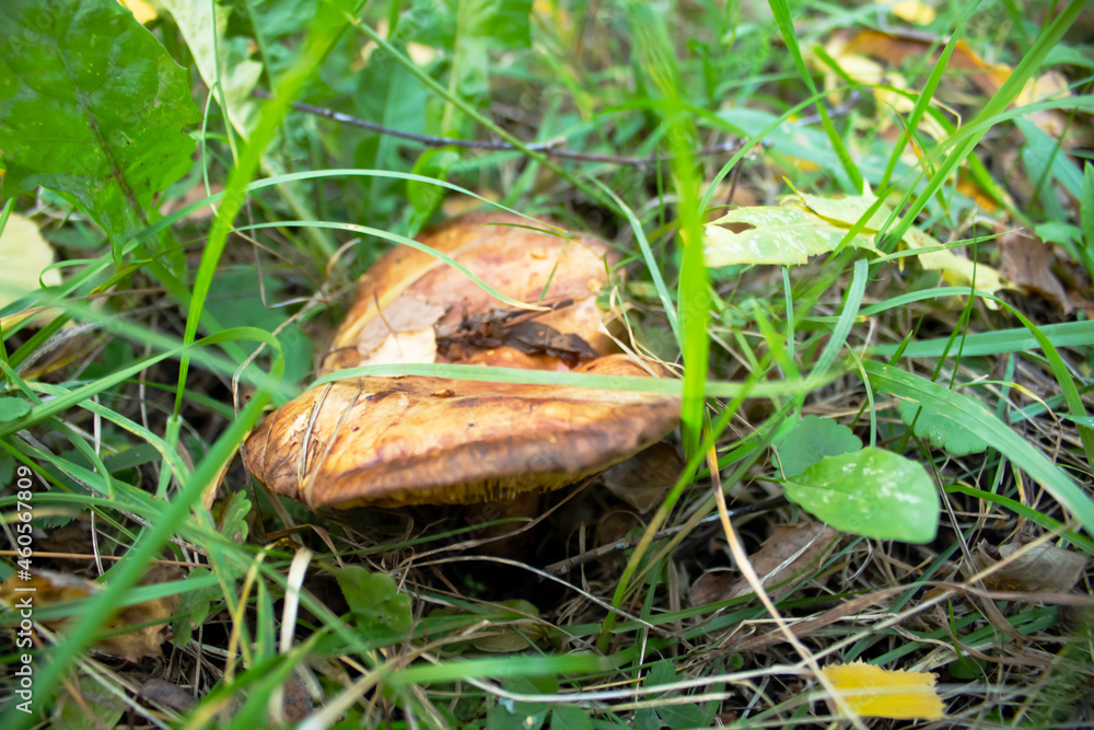 A forest mushroom in the thick green grass.Quiet hunting.Hiking in the forest for mushrooms.Useful and nutritious organisms. A forest mushroom in the thick green grass.Quiet hunting.Hiking in the forest for mushrooms.Useful and nutritious organisms.