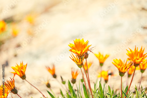 Field of vibrant yellow and orange gazania flowers growing wild in Australia photo