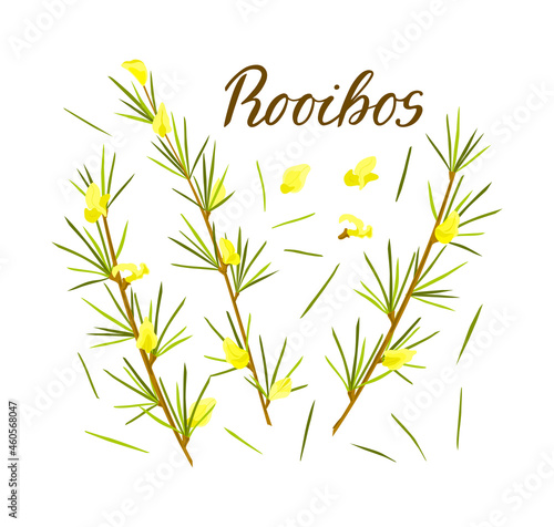 Rooibos herb set on white isolated background. Stem with leaves and flowers. Rooibos tea. Vector cartoon illustration. photo