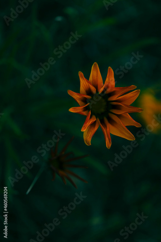 Field of vibrant yellow and orange gazania flowers growing wild in Australia