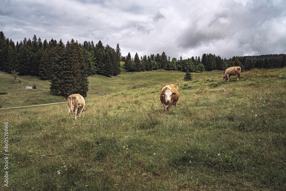 Fototapeta premium TROUPEAU DE VACHES à L'ALPAGE