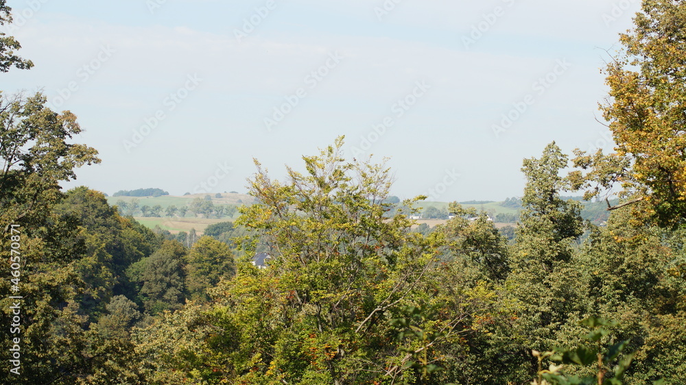 Obraz premium trees in the mountains