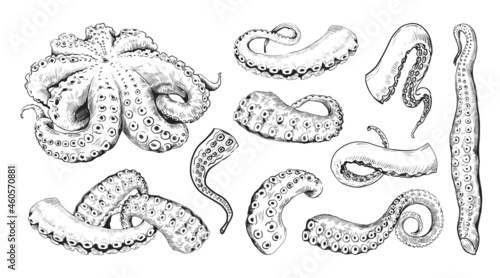 Octopus tentacle. Hand drawn engraving of underwater cuttlefish. Vintage line monster tattoo drawing. Seafood clipart for marine restaurants menu. Vector cephalopods limbs sketches set