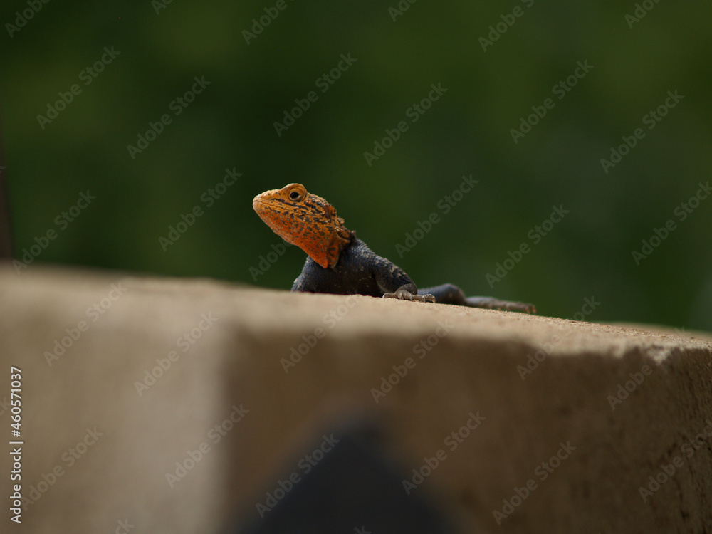 African lizard sitting on a wall looking at you, green background and orange, exploring African lizard sitting on a wall looking at you, green background and orange, exploring