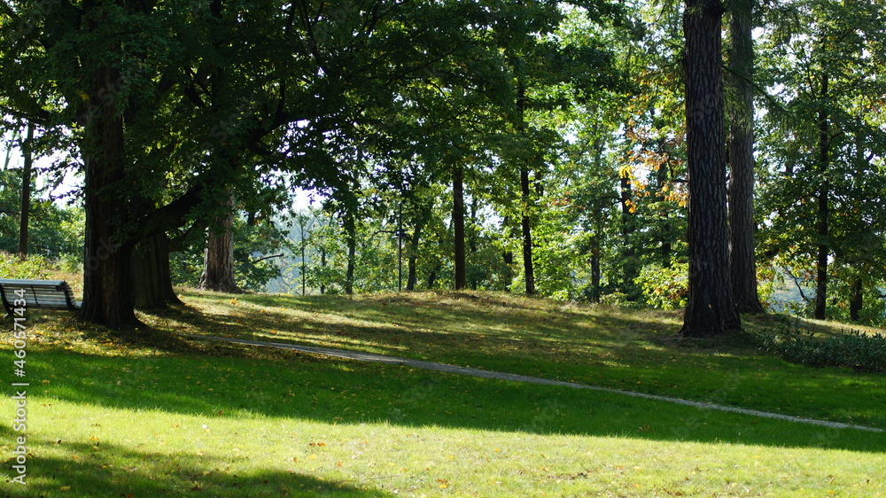 trees in the park