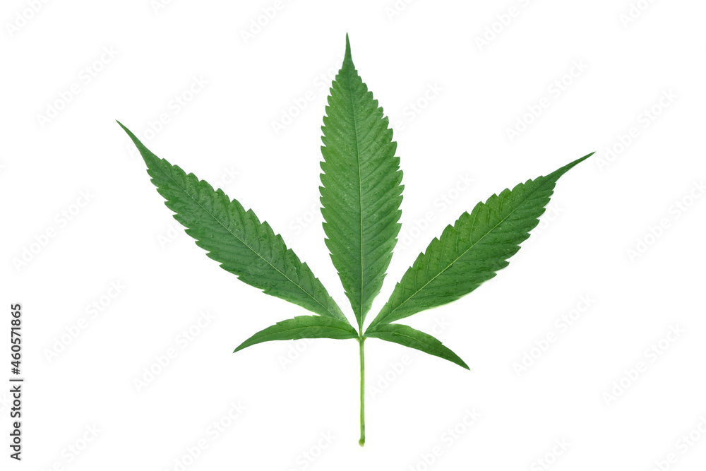 Green cannabis leaves and drop water isolated on white background Green cannabis leaves and drop water isolated on white background