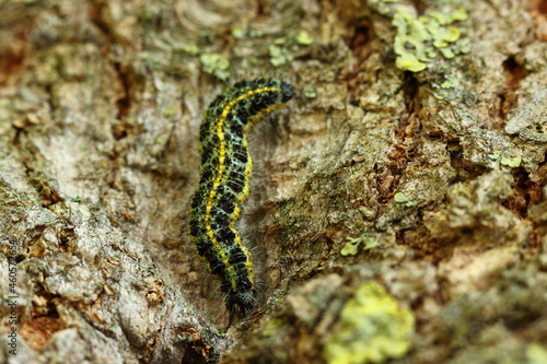 A caterpillar on a tree on an autumn day.