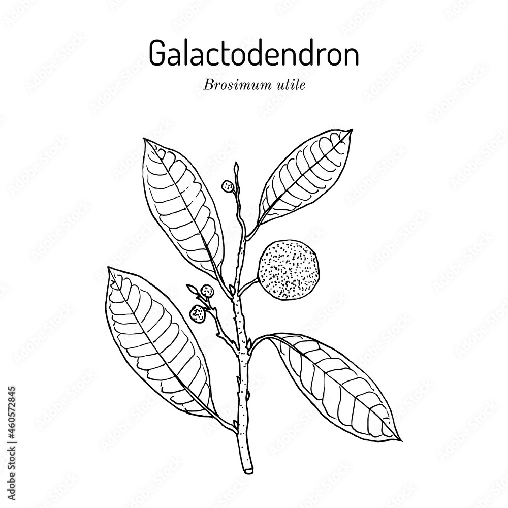 Galactodendron Brosimum utile , medicinal plant