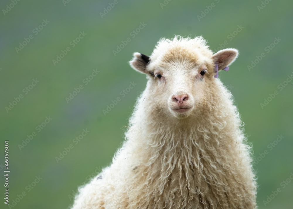 Closeup of a Faroese ram ruminating and resting on the grass fields of Vágar (Vågø) island, Faroe Islands