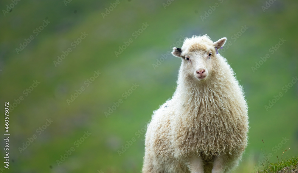 Fototapeta premium Closeup of a Faroese ram ruminating and resting on the grass fields of Vágar (Vågø) island, Faroe Islands
