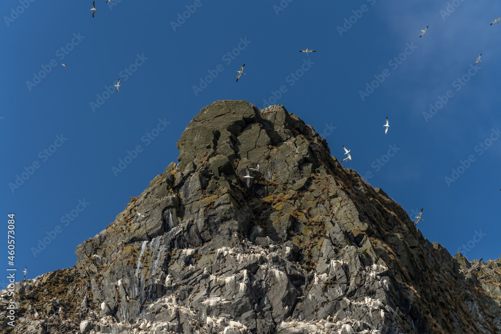 Huge colonies of gannets breeding on the stunning cliffs of the Runde Island on the west coast of Norway, famous for its bird colonies. Huge colonies of gannets breeding on the stunning cliffs of the Runde Island on the west coast of Norway, famous for its bird colonies.