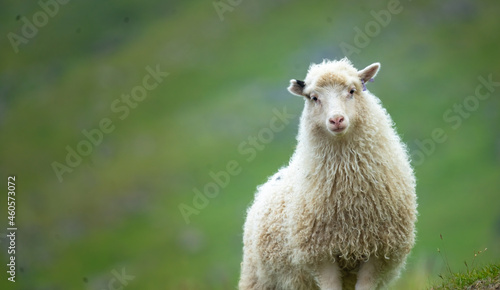 Closeup of a Faroese ram ruminating and resting on the grass fields of Vágar (Vågø) island, Faroe Islands