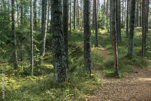 forest trail © vinbergv
