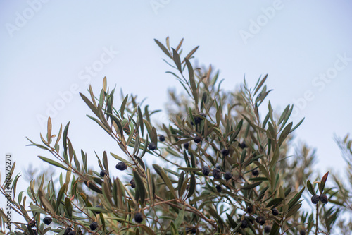 Photogrpahy of olive tree with black olives