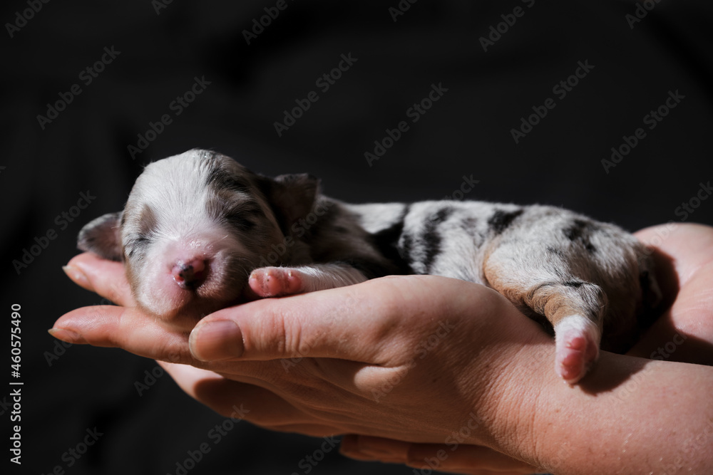 Newborn australian deals shepherd