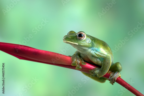 Malayan tree frog perched on red flower