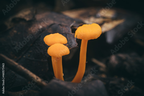 Close-up shot of Orange mycena (Mycena leaiana) mushrooms in the wild next to dried leaves photo