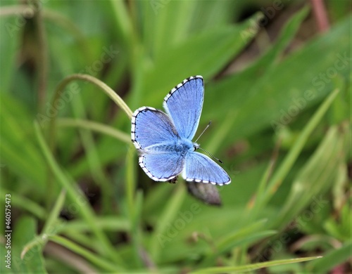 l'Azuré, papillon bleu, antennes, macro, gros plan, délicat, délicatesse, légèreté, nature