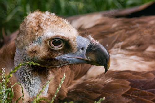 Young Cinereous vulture