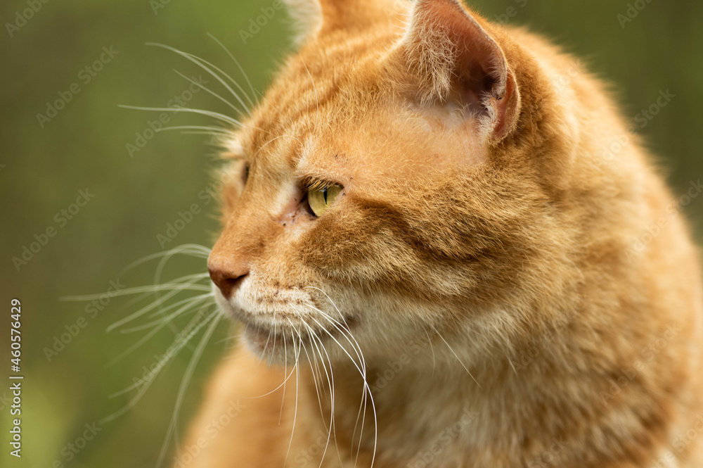 Obraz premium 視線