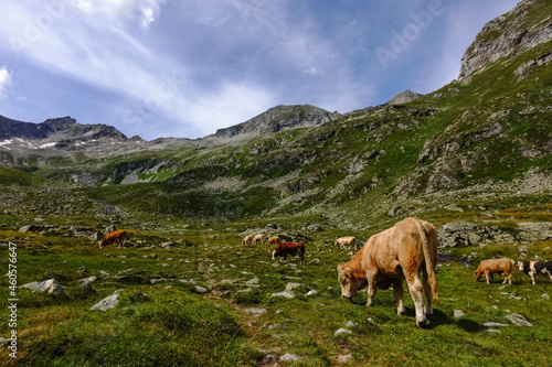 many cows standing on a green meadow with many rocks