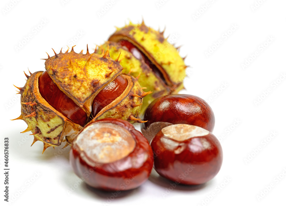 Rosskastanien, Aesculus hippocastanum, isoliert vor weißem Hintergrund Rosskastanien, Aesculus hippocastanum, isoliert vor weißem Hintergrund