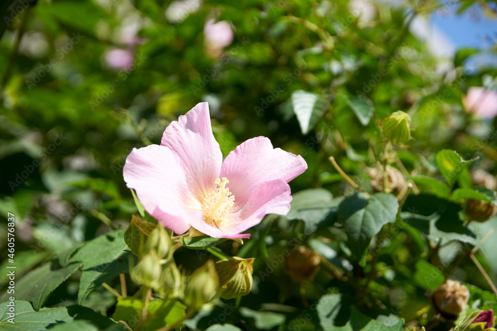 Fototapeta premium 芙蓉・花・アップ・マクロ