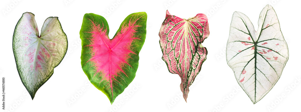 Isolated caladium bicolor leaf or heart of jesus leaves with clipping paths.