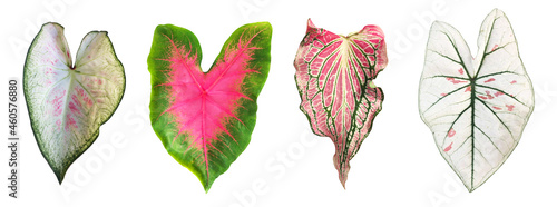 Isolated caladium bicolor leaf or heart of jesus leaves with clipping paths. photo