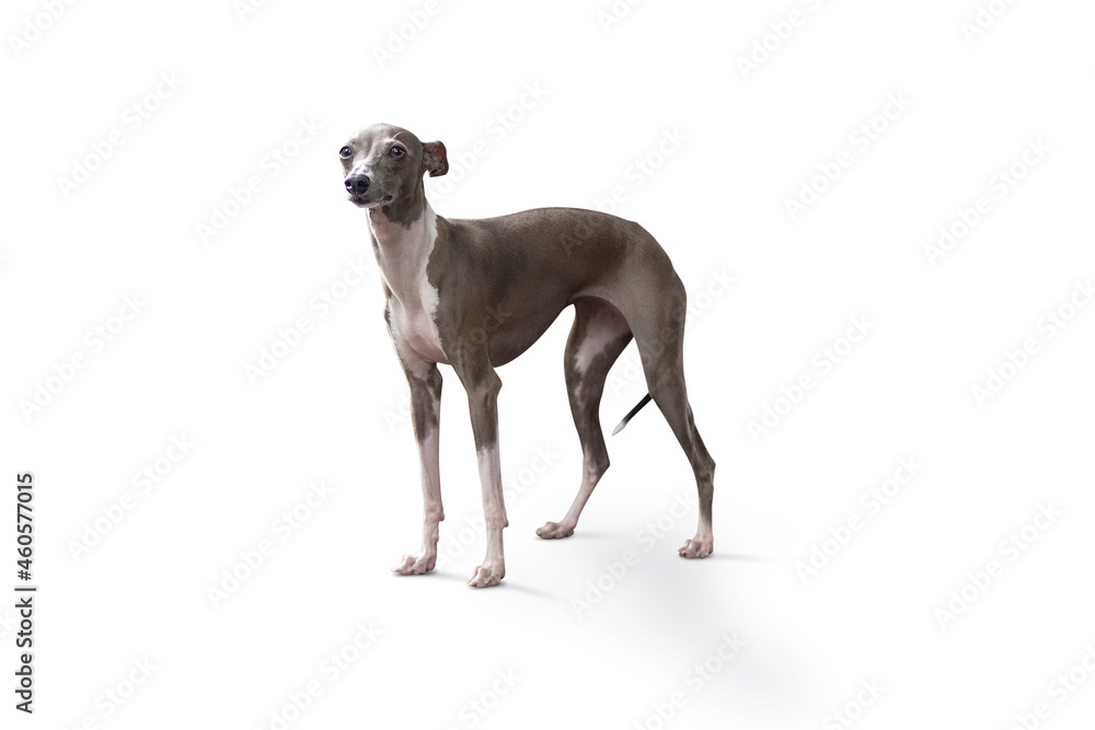 Italian Greyhound female dog stand on the floor, studio shooting, isolated on white background