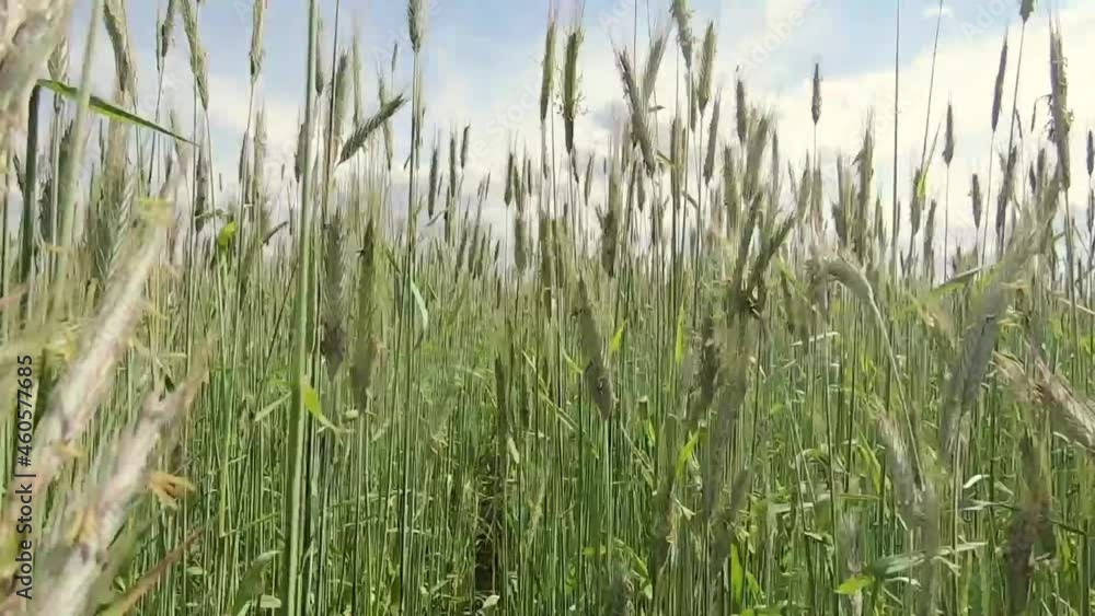 Walking on a field of unripe green wheat Walking on a field of unripe green wheat
