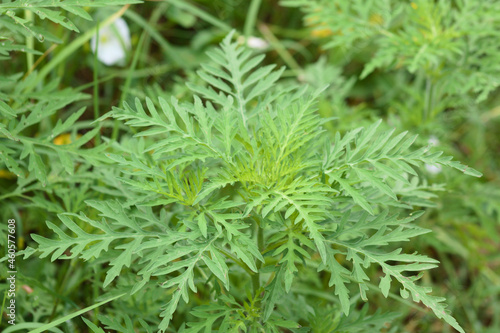 Annual ragweed leaves closeup view with selective focus on foreground