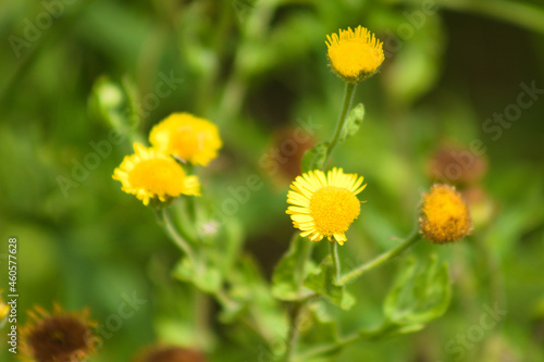 Common fleabane in bloom closeup view with selective focus on foreground