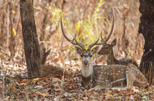 Spotted deer resting on the forest floor looking out for Tigers in Bandhavgarh, India  © wayne