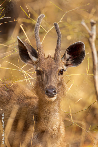Young male Sambar Deer resting in the forest of Tadoba National Park, India © wayne