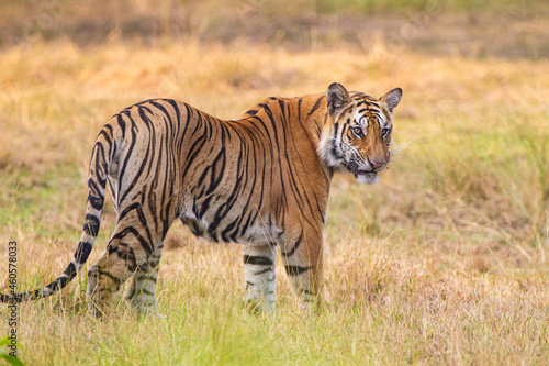 A Bengal Tiger relaxing in the grass of Bandhavgarh  India