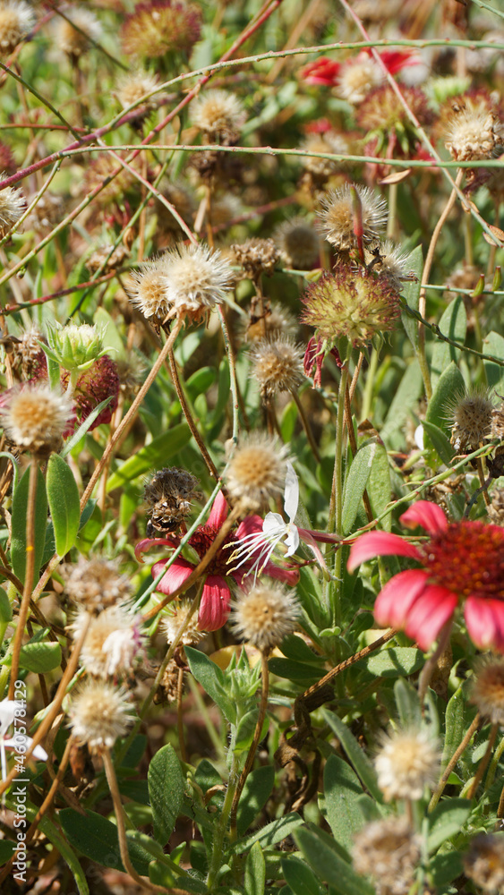 the fruit of gaillardia is an orange-burgundy flower on a background of green vegetation summer the fruit of gaillardia is an orange-burgundy flower on a background of green vegetation summer