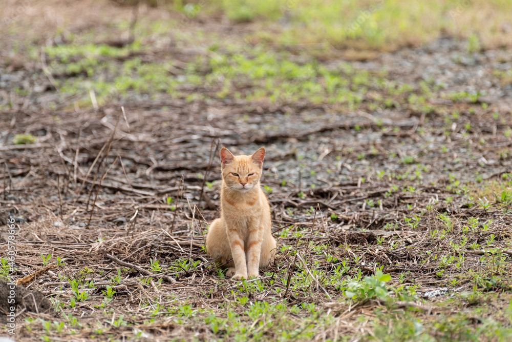 見つめる猫 茶トラ猫 見つめる猫 茶トラ猫
