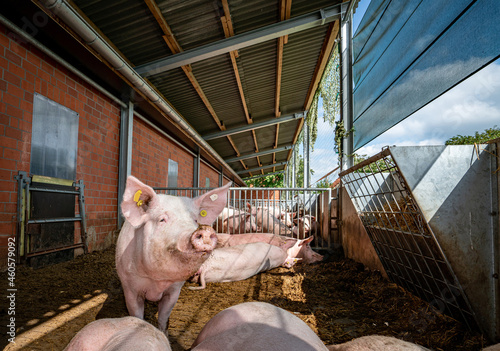 Tierwohl - Schweinehaltung, Sauen geniessen die frische Sommerluft im Offenstall, Symbolfoto. photo