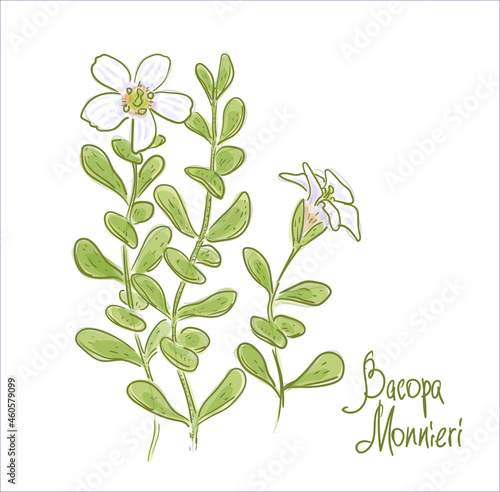Bacopa monnieri or waterhyssop, brahmi, thyme-leafed gratiola, herb of grace and Indian pennywort.