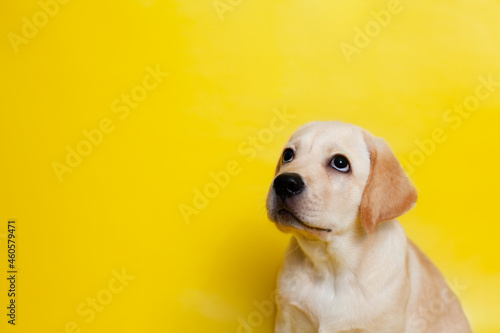 Cute Labrador puppy on a yellow background wink. A place for text. Pet. Dog