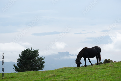 Horse grazing in the meadows of the Jaizkibel mountain, Euskadi