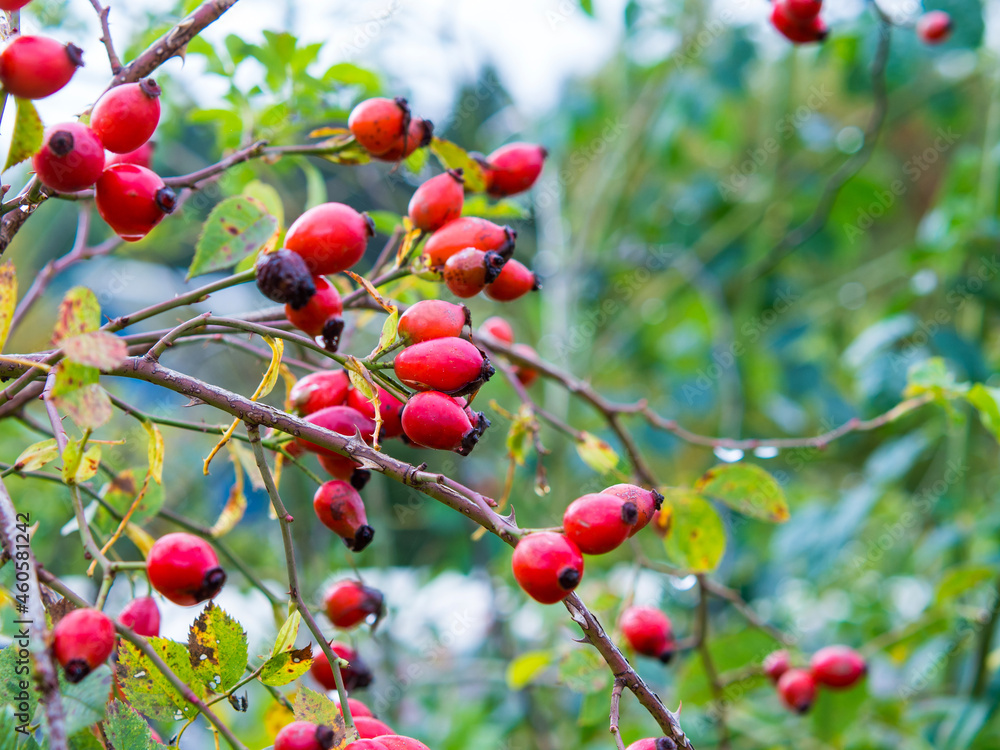 bush with red berries of wild rose close up bush with red berries of wild rose close up